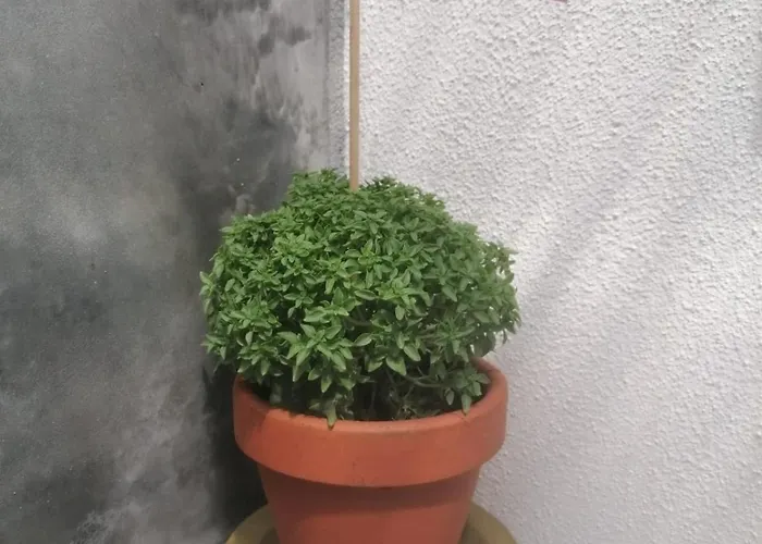 Accommodatie bij particulieren Ritual Do Mar - Com Wc - Baleal & Peniche